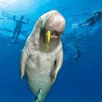 5_Red_Sea_Marsa_Alam_scuba_diving_holiday_dugong_482x600