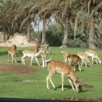 africa-safari-park-with-deers-at-africa-safari-park-cairo-alexandria-highway-egypt-5